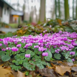 Pink Petite Cyclaman Flowers - 3, 6 or 12 Bulbs - Easy Growing Shade Loving Spring Garden Perennials - Attracts Butterflies & Bees