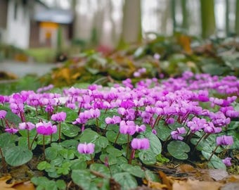 Op de afbeelding: Een close-up van een bed met roze cyclamenbloemen. De bloemen, met hun kenmerkende opwaarts gebogen bloemblaadjes, staan tegen een achtergrond van groene bladeren. De foto is buiten genomen, met een wazig zicht op bomen op de achtergrond.