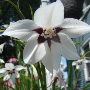 May include: A white flower with a dark purple center. The flower has six petals and is in bloom. The flower is surrounded by green leaves.