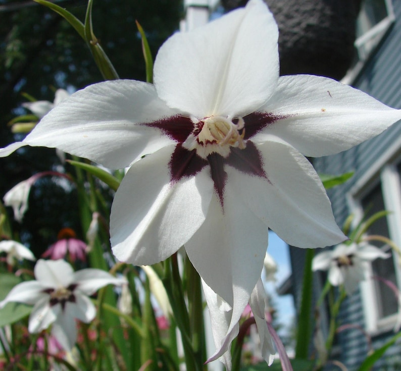 May include: A white flower with a dark purple center. The flower has six petals and is in bloom. The flower is surrounded by green leaves.