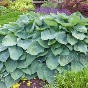 Best Deal - 6 Pack Hosta Bare Roots Hardy Heart-Shaped Plants - Perennial Rich Green Foliage, Low Maintenance, Great Garden Gift, Fast Ship! afbeelding 4