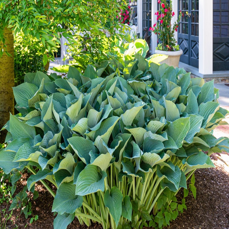 Giant Hosta Perennial Mix 3 Bare Roots Large Blue-green and Yellow ...