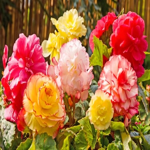 Giant Colorful Mix Begonias-3, 6 or 12 Bulbs- Red, White, Yellow, Pink Perennial Flowers-Attracts Butterflies, Hummingbirds & Deer Resistant