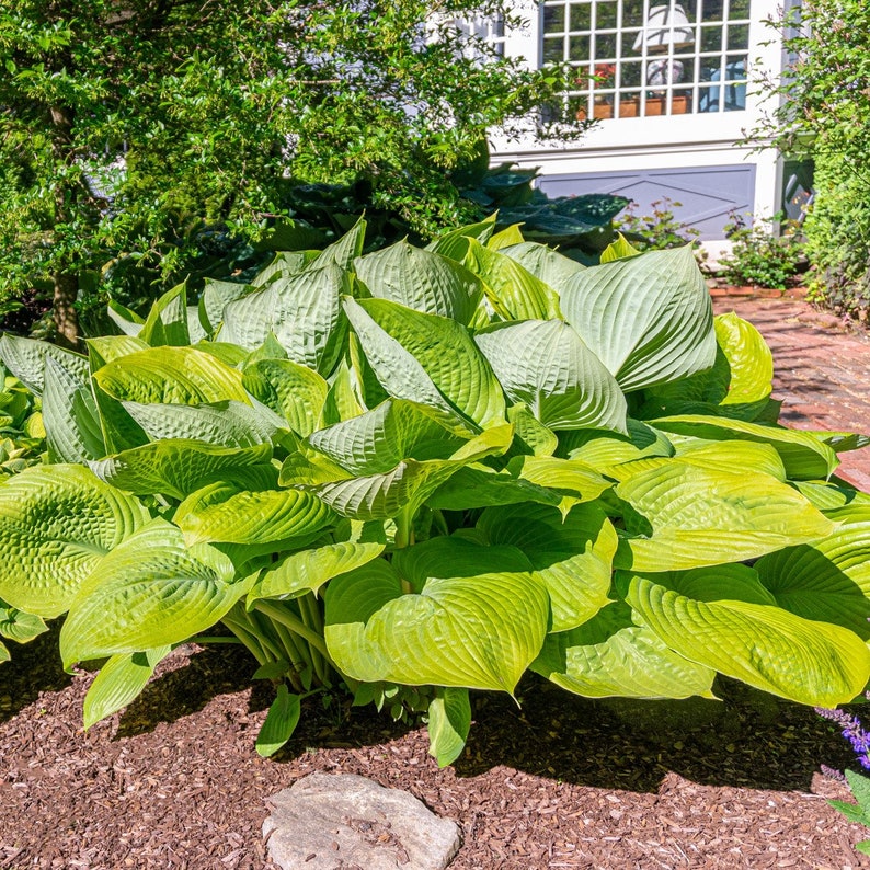 Giant Hosta Perennial Mix 3 Bare Roots Large Blue-green and Yellow ...