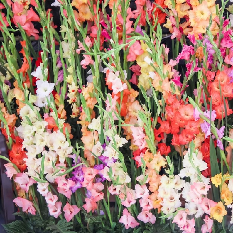 MyCreativeProducts Gladiolus - Thumbnail 3