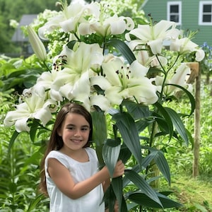 May include: A young girl stands in front of a large bouquet of white lilies. The lilies are in full bloom and have long, green stems.