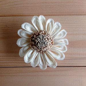 May include: A white sola wood flower with a brown center. The flower is made of thin, layered petals and has a delicate, airy appearance.