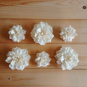 May include: Six white sola wood flower blossoms arranged on a light brown wooden surface. The flowers are all the same size and shape, with a slightly ruffled appearance. They are a popular choice for crafting and decorating.