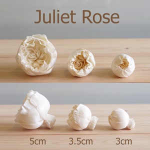 May include: Five white Juliet Rose sola flower buds in various sizes. The largest bud is 5 inches in diameter, the next largest is 3.5 inches, and the smallest is 3 inches.
