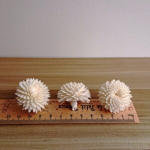 May include: Three white sola wood flower heads arranged in a row on a wooden ruler. The ruler is marked in centimetres and inches. The flowers are approximately 5 cm in diameter.