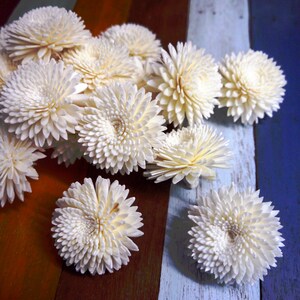 15 krysantemum Sola-trädoftljusblommor 5 cm i diameter.