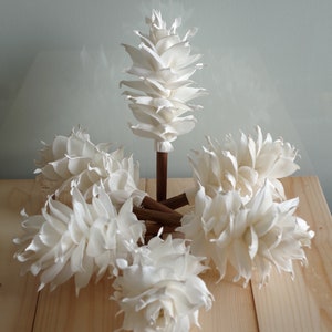 May include: Six white dried ginger flowers arranged on a wooden surface. The flowers are in a pinecone shape and have a delicate, papery texture.