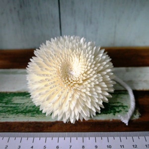 May include: A cream-coloured, spherical decorative flower with a textured, layered petal design. A white string extends from the flower. The flower is placed on a wooden surface with a ruler.