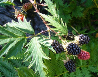 Rubus fruticosus Thornless Evergreen-Thornless Blackberry Plant in 3.5/" pot