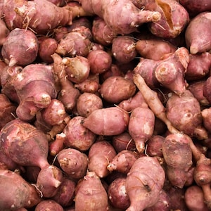 Red Jerusalem Artichoke small SEED Tubers (Organic) - Winter Hardy Red Fuseau Variety