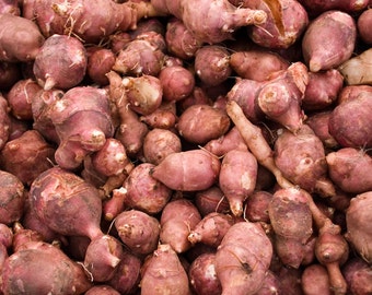 Red Jerusalem Artichoke Individual Tubers (Organic) - Winter Hardy Red Fuseau Variety - For planting or eating