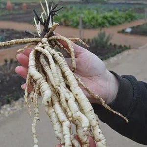 100+ Organic Skirret Seeds (Sium sisarum) – Rare Heirloom Root Vegetable – Sweet, Crunchy, Perennial – Fresh - USA Grown