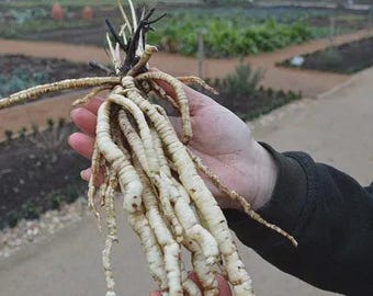100+ Organic Skirret Seeds (Sium sisarum) – Rare Heirloom Root Vegetable – Sweet, Crunchy, Perennial – Fresh - USA Grown