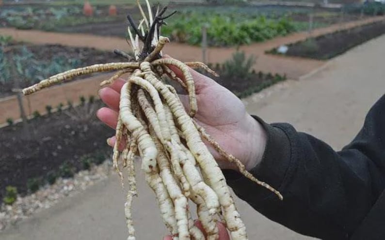 May include: A hand holds a cluster of white, root-like structures with a brown, twig-like top. The roots are long and cylindrical, with a slightly textured surface. The background shows a garden with rows of plants.