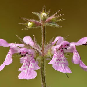 Marsh Woundwort Tubers - Stachys palustris - AKA Marsh Hedgenettle Hedge Nettle - Organic