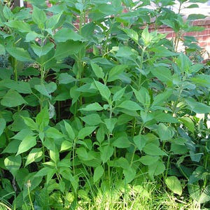 May include: A close-up of a group of sunflower plants growing in a garden. The plants are green and have large leaves. The plants are growing tall and are in the process of blooming.
