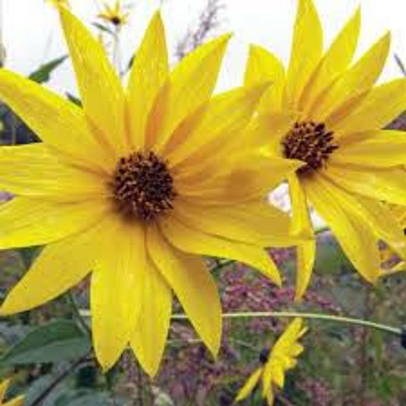 Jerusalem Artichoke EARLY Dwarf Sunray Variety Organic Etsy