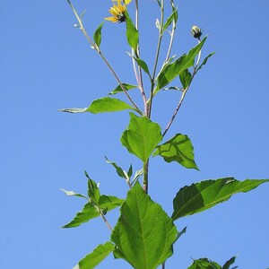Sunchoke - Jerusalem Artichoke small SEED Tubers (Organic)