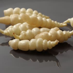 Crosnes Tubers - Stachys affinis, the Chinese artichoke, crosne, or chorogi - Delicious - Crunchy - Easy to Grow