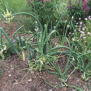 May include: A close-up shot of green onion plants growing in a garden bed. The onions have long, curved green stalks and small white flowers. The soil is brown, and other plants with purple and pink flowers are in the background.