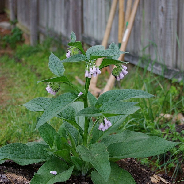 Comfrey Plant - Crown Cuttings - Establishes much faster and more reliably than root cuttings - Bocking 14 Variety
