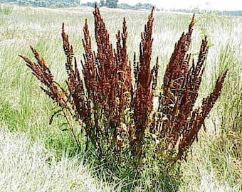 Curly Dock - Yellow Dock - Rumex crispus - Live Plant - Organically grown by Yumheart Gardens - Bitcoin accepted!