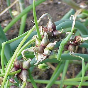 Egyptian Walking Onion Bulbs: Heirloom Perennial Tree Onion - Organic, easy to grow image 3