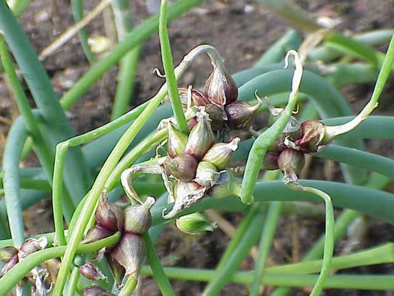 Egyptian Walking Onion Bulbs: Heirloom Perennial Tree Onion - Organic, easy to grow image 3