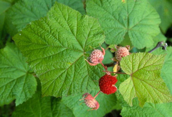 Rubus spectabilis 1 Bare Root Plant Salmonberries by Yumheart Gardens Salmonberry Bush