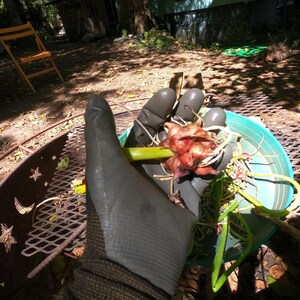 May include: A close-up shot of a hand wearing a gray glove holding a cluster of red and white shallots with green stems. The shallots are in a light blue bowl. The background includes a metal fire pit and a wooden chair.