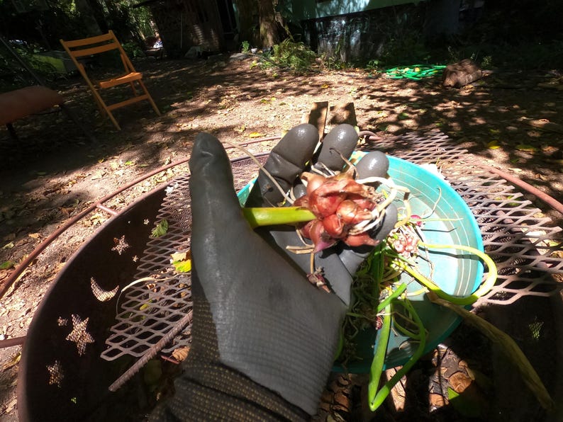 May include: A close-up shot of a hand wearing a gray glove holding a cluster of red and white shallots with green stems. The shallots are in a light blue bowl. The background includes a metal fire pit and a wooden chair.