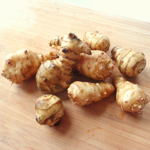 Jerusalem Artichoke - Organic Individual Tubers For Planting - AKA Sunchokes, Sunroot or Jerusalem Artichokes