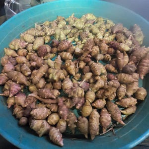 Jerusalem Artichoke Grab Bag of Various Sunchoke Varieties - Small SEED Tubers (Organic)