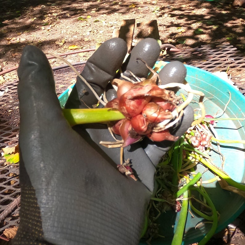 May include: A cluster of freshly harvested red shallots, held in a gray gardening glove. The shallots have green stems and roots, and are partially in a teal-colored container. The background is a mix of sunlight and shadows.