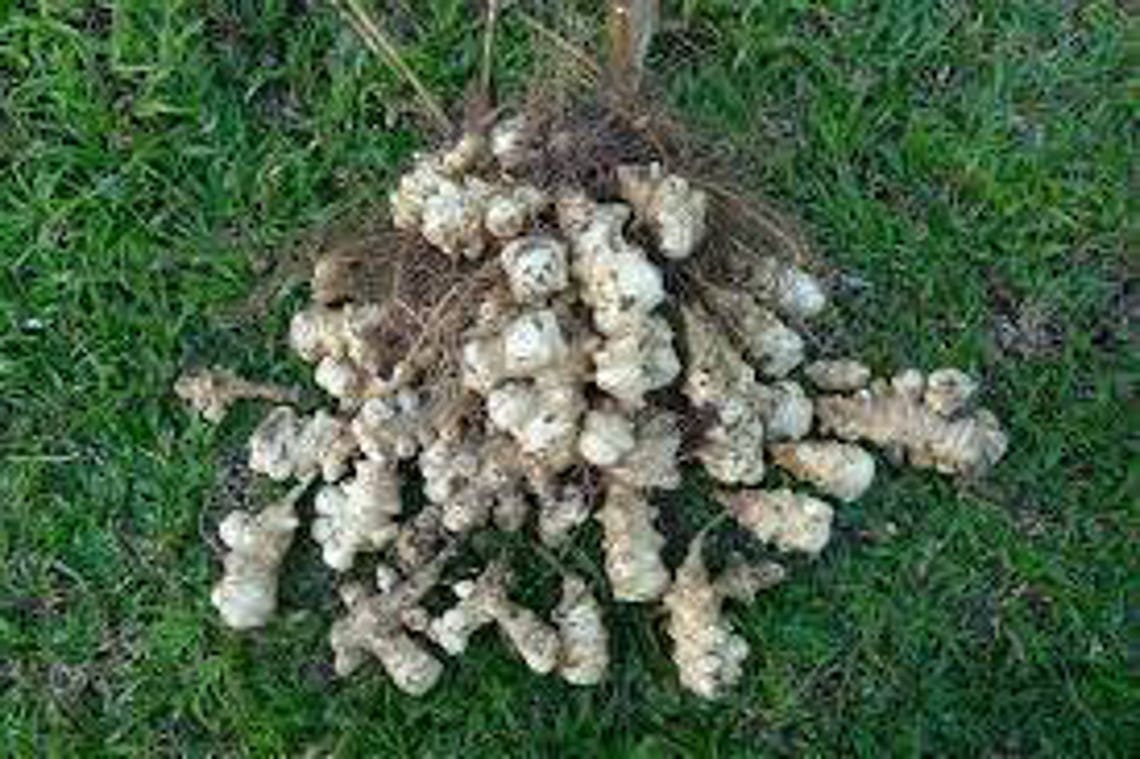 Jerusalem Artichoke EARLY Dwarf Sunray Variety Organic Etsy