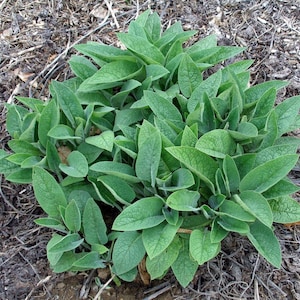 Live Comfrey plant -Bocking # 4 Cultivar - comphrey - knitbone