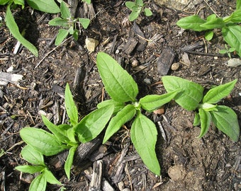 Sunchoke Plants - Jerusalem Artichoke - Sprouted / Rooted and ready to plant and grow in your garden