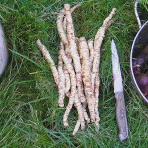 May include: Overhead shot of freshly harvested root vegetables and berries on green grass. A white bucket is filled with red berries. A metal colander holds purple beets and parsnips. A knife rests beside a pile of parsnip roots.