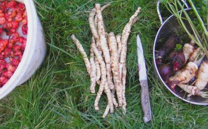 May include: Overhead shot of freshly harvested root vegetables and berries on green grass. A white bucket is filled with red berries. A metal colander holds purple beets and parsnips. A knife rests beside a pile of parsnip roots.