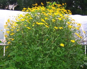 Sunchoke - Variety White Fuseau - Helianthus tuberosa - Sunroot - Jerusalem Artichoke Tubers for Planting   or Eating