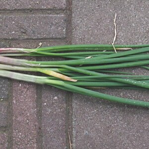 Egyptian Walking Onion Bulbs: Heirloom Perennial Tree Onion - Organic, easy to grow image 2