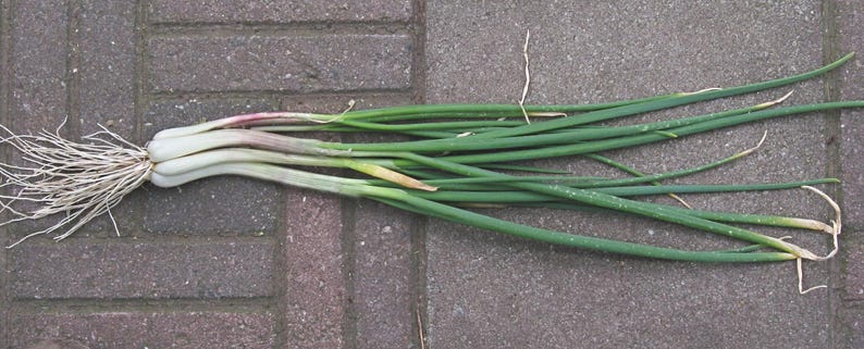 Egyptian Walking Onion Bulbs: Heirloom Perennial Tree Onion - Organic, easy to grow image 2