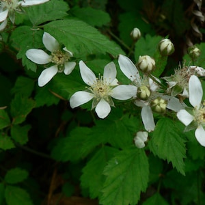 Trailing Pacific Blackberry - Rubus ursinus - 1 Bare Root Plant - Blackberries
