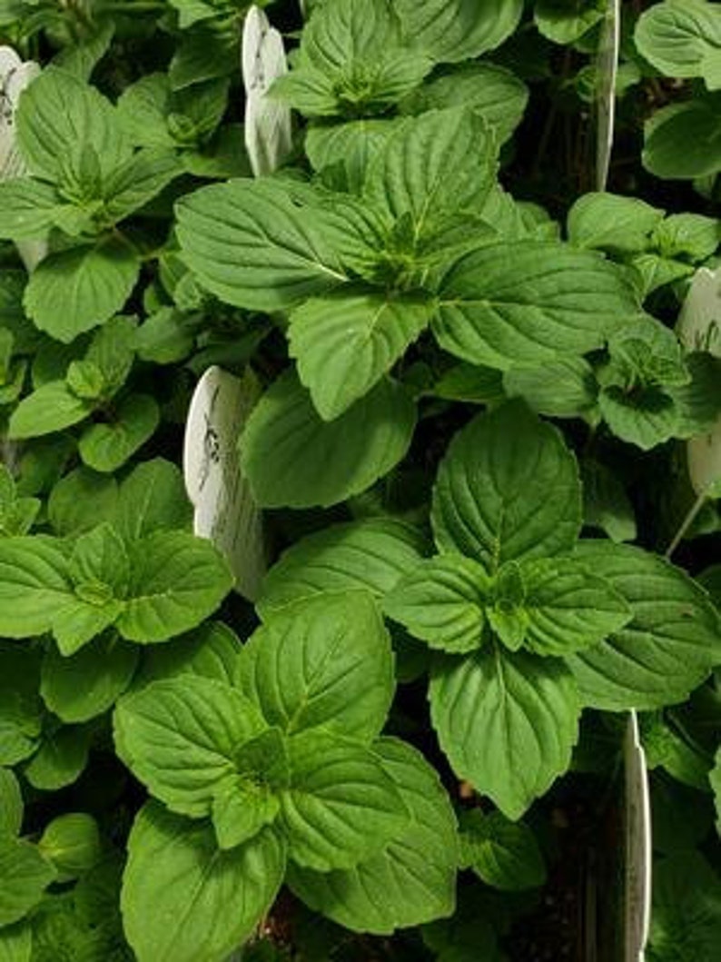 Ginger Mint Plants Mentha gracilis Gingermint rooted Etsy