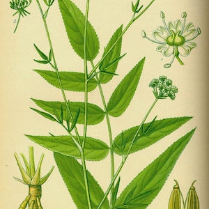 May include: Botanical illustration of a plant with green leaves and small white flowers. The image includes detailed drawings of the plant's root system and seed pods, labeled with numbers and letters. The text includes the name "Sium Sisarum L."